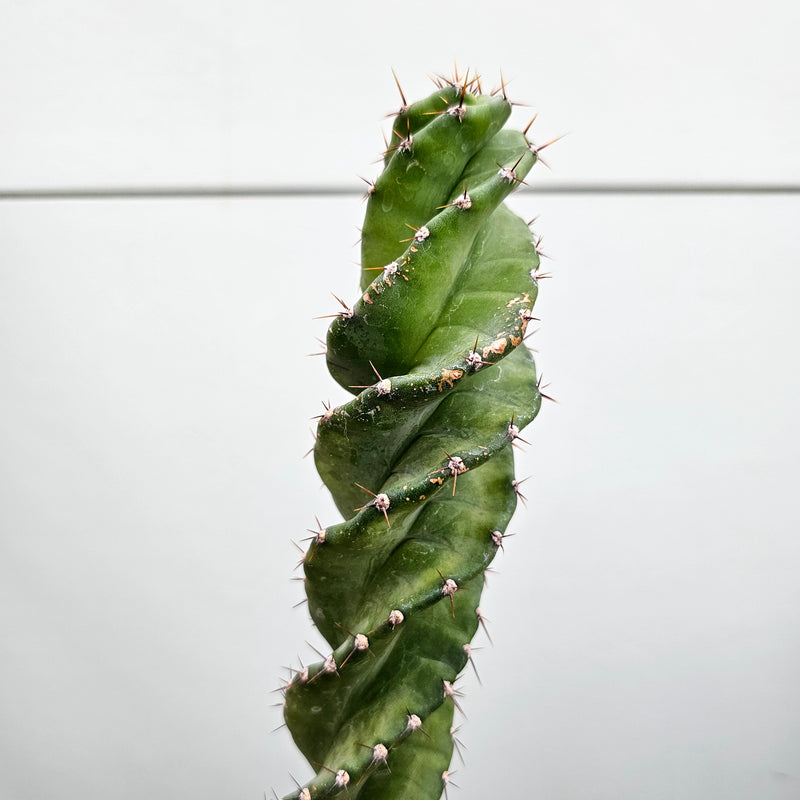 セレウス ペルビアナ スピラリス　Cereus peruvianus spiralis