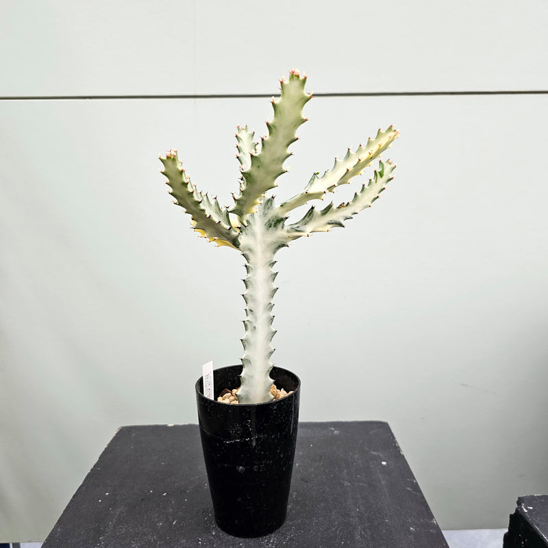 ユーフォルビア ホワイトゴースト　Euphorbia lactea 'White Ghost'