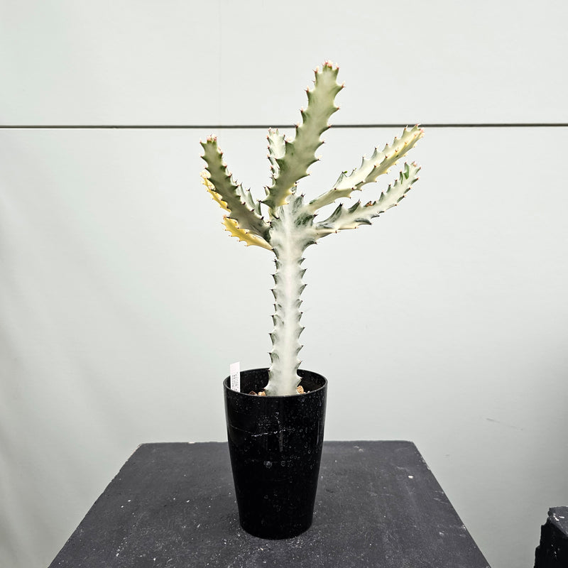 ユーフォルビア ホワイトゴースト　Euphorbia lactea 'White Ghost'