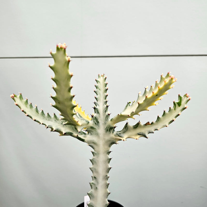 ユーフォルビア ホワイトゴースト　Euphorbia lactea 'White Ghost'
