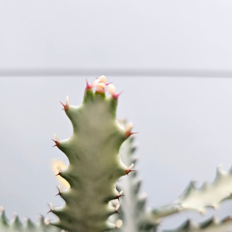 ユーフォルビア ホワイトゴースト　Euphorbia lactea 'White Ghost'