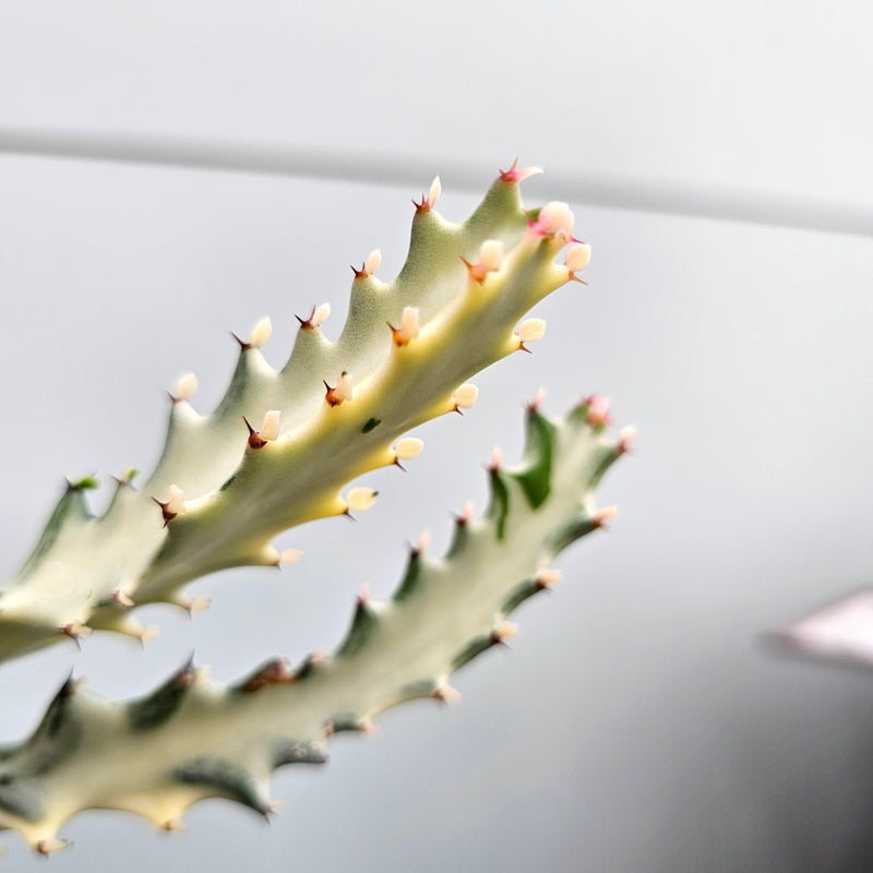 ユーフォルビア ホワイトゴースト　Euphorbia lactea 'White Ghost'