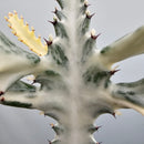 ユーフォルビア ホワイトゴースト　Euphorbia lactea 'White Ghost'