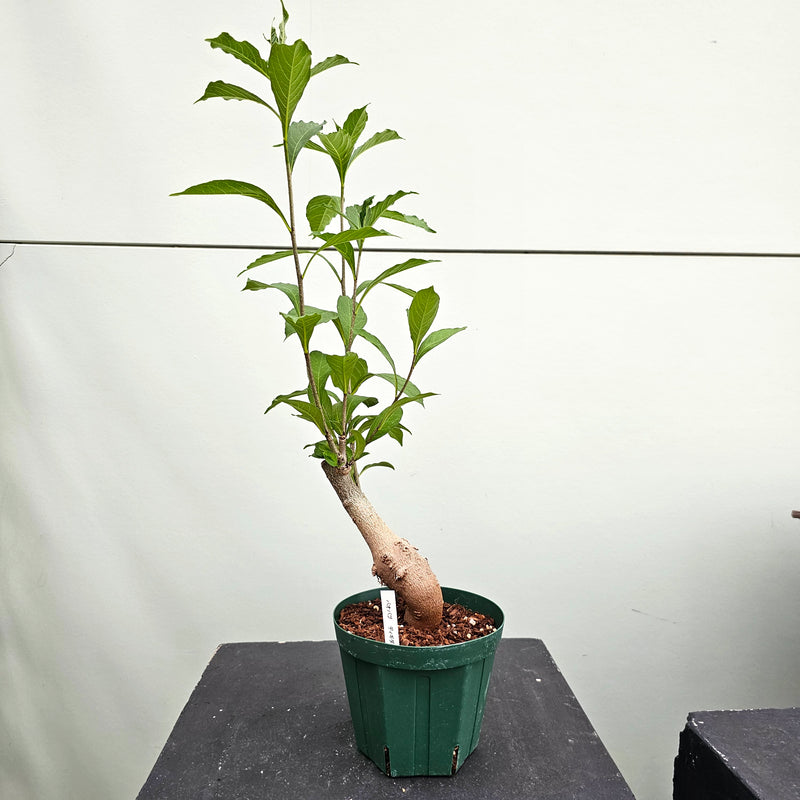 バオバブ ディギタータ　Adansonia digitata