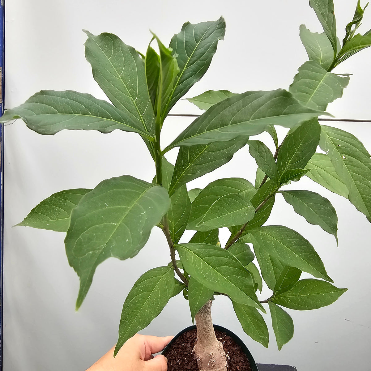 バオバブ ディギタータ Adansonia digitata