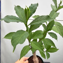 バオバブ ディギタータ　Adansonia digitata