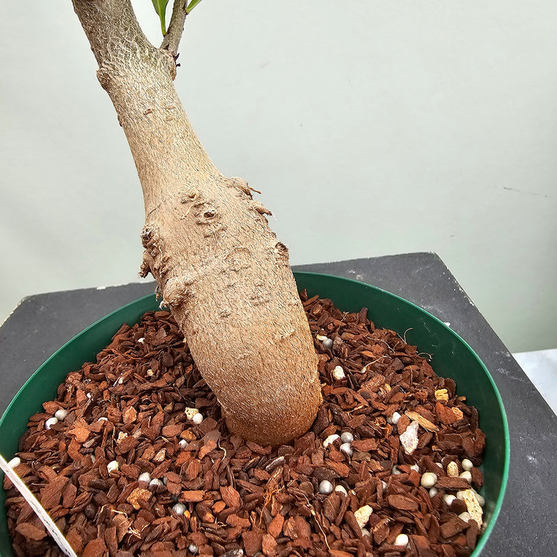 バオバブ ディギタータ　Adansonia digitata