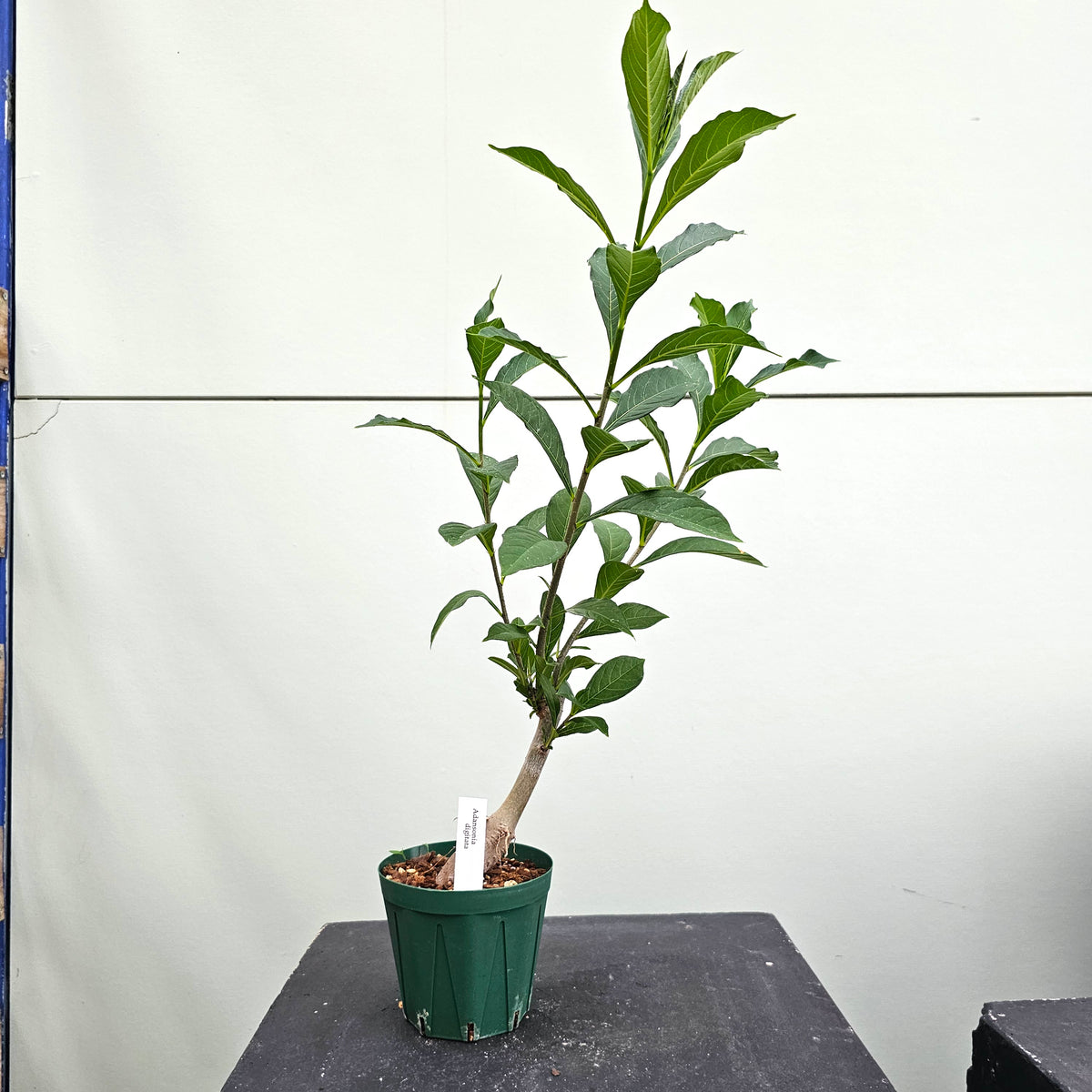 バオバブ ディギタータ Adansonia digitata