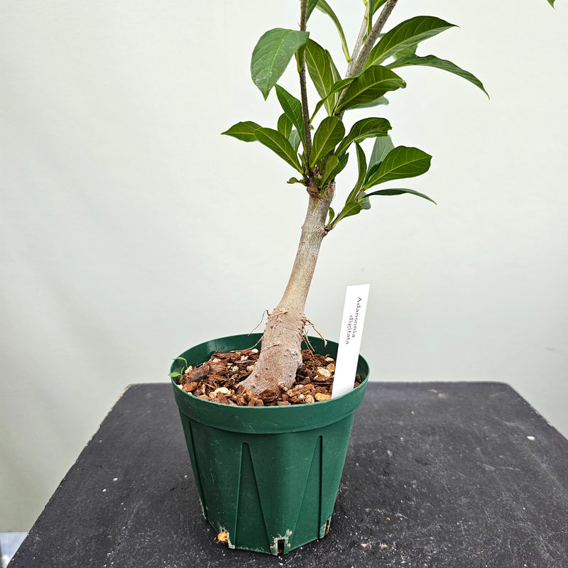 バオバブ ディギタータ　Adansonia digitata