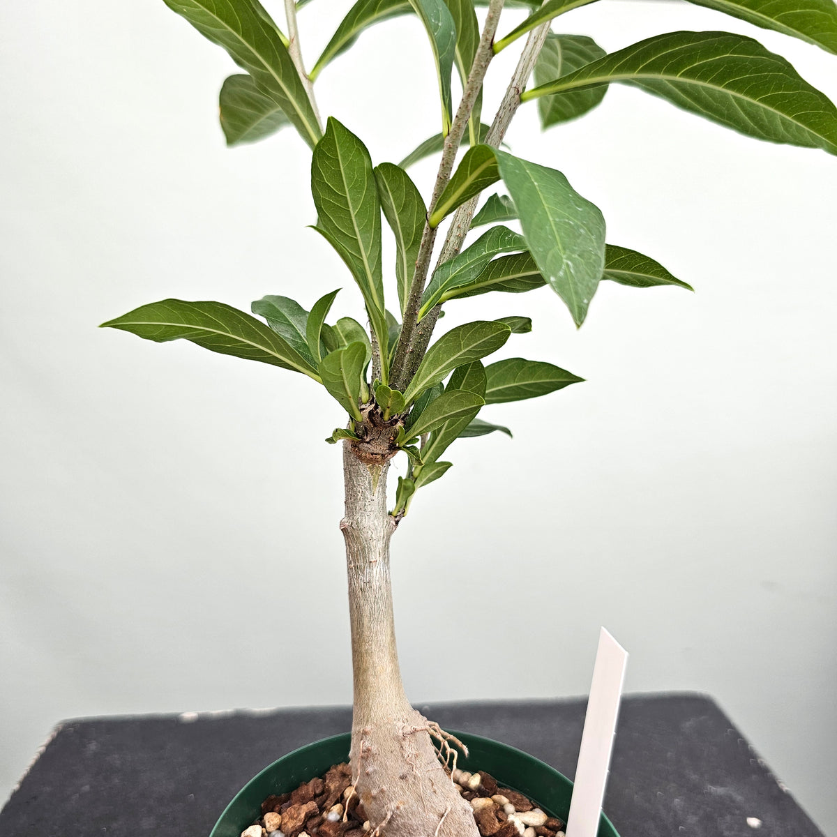 バオバブ ディギタータ Adansonia digitata