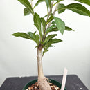 バオバブ ディギタータ　Adansonia digitata