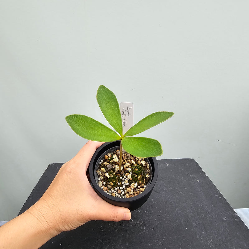 ザミア　フルフラセア　Zamia furfuracea