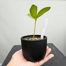 ザミア　フルフラセア　Zamia furfuracea