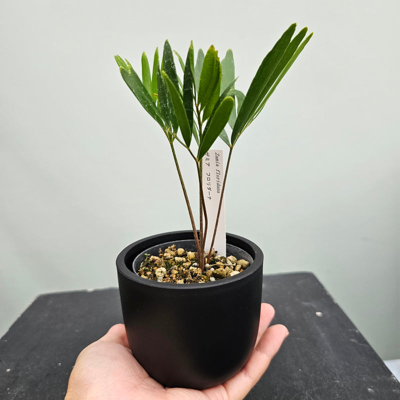 ザミア フロリダーナ　Zamia floridana