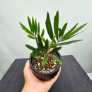 ザミア フロリダーナ　Zamia floridana