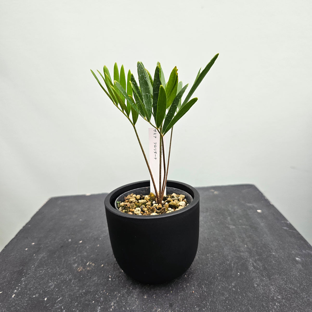 ザミアフロリダーナ 20250904_161128_1200x.jpg?v=