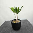 ザミア フロリダーナ　Zamia floridana