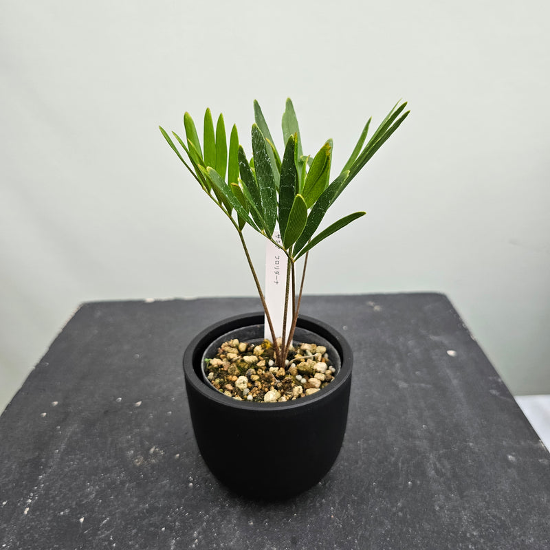 ザミア フロリダーナ　Zamia floridana