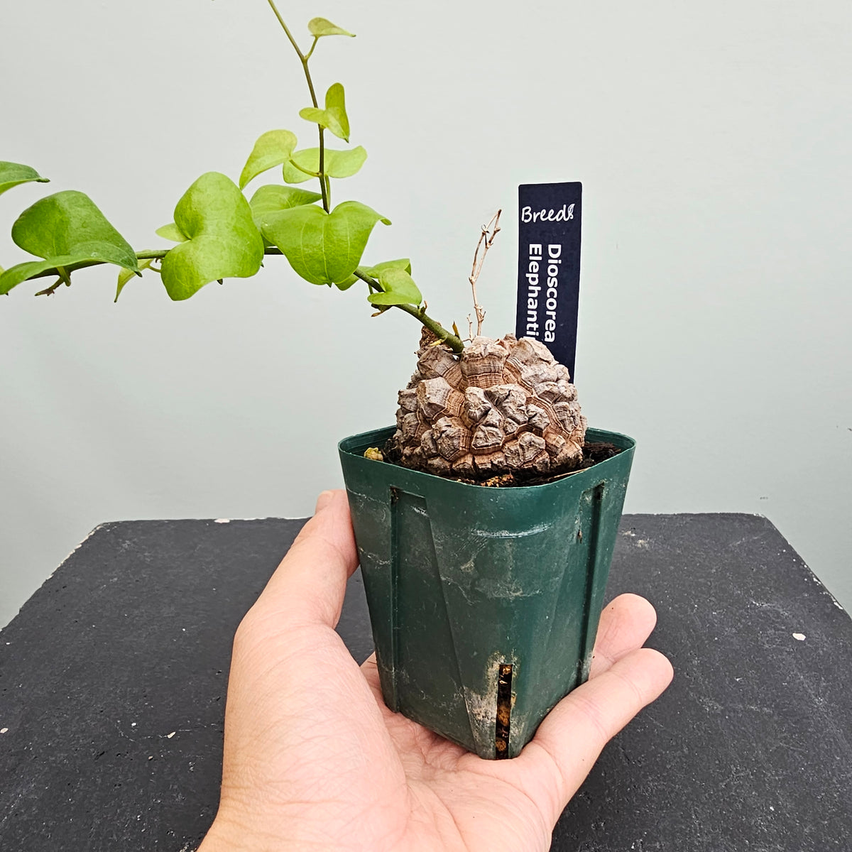 UK　アフリカ亀甲竜 良型 アフリカ亀甲竜 Dioscorea elephantipes