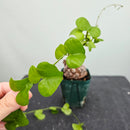 アフリカ亀甲竜　Dioscorea elephantipes