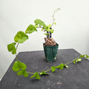 アフリカ亀甲竜　Dioscorea elephantipes