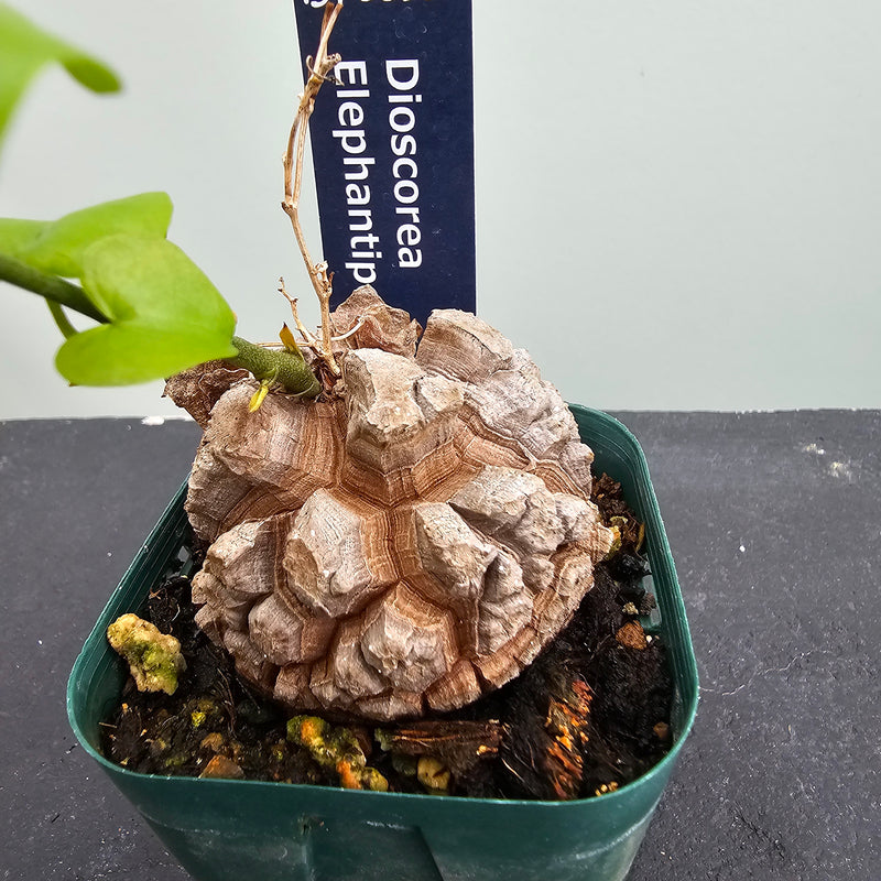 GIRUVI Dioscorea Elephantipes 亀甲竜 dioscorea elephantipes アフリカ亀甲竜《大きめL size》※今後