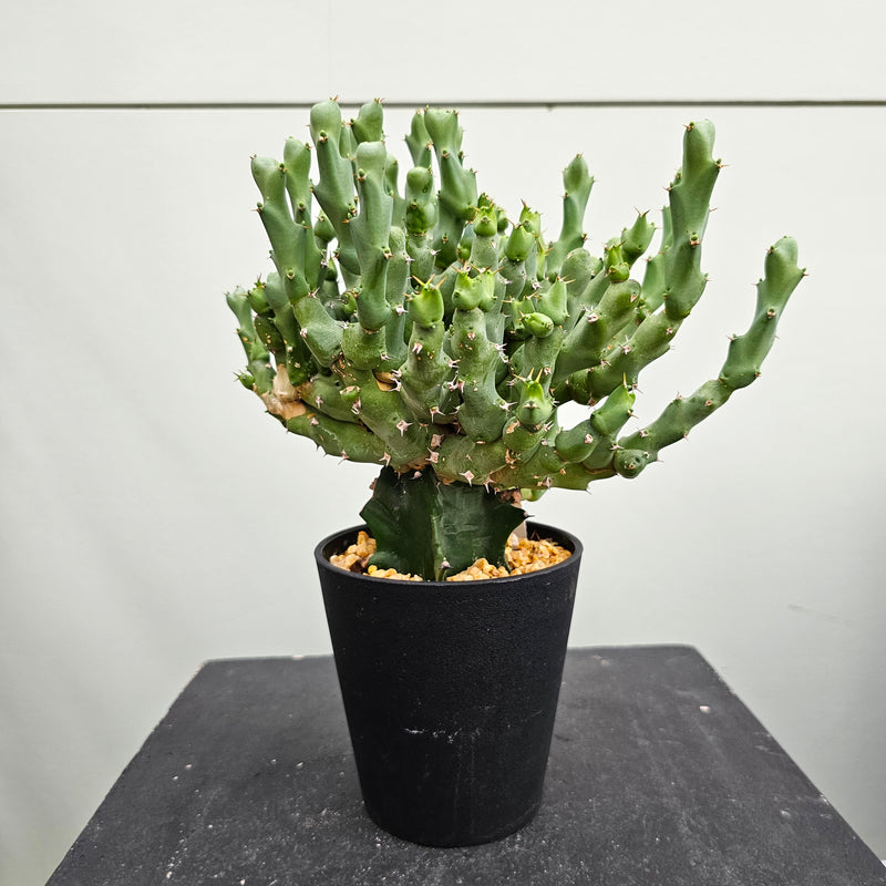 ユーフォルビア クリビコラ　Euphorbia cribicola