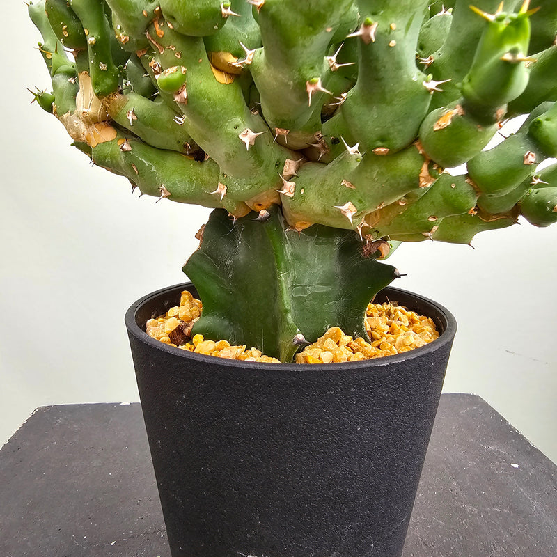 ユーフォルビア クリビコラ　Euphorbia cribicola