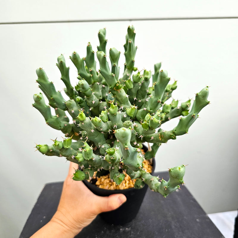 ユーフォルビア クリビコラ　Euphorbia cribicola