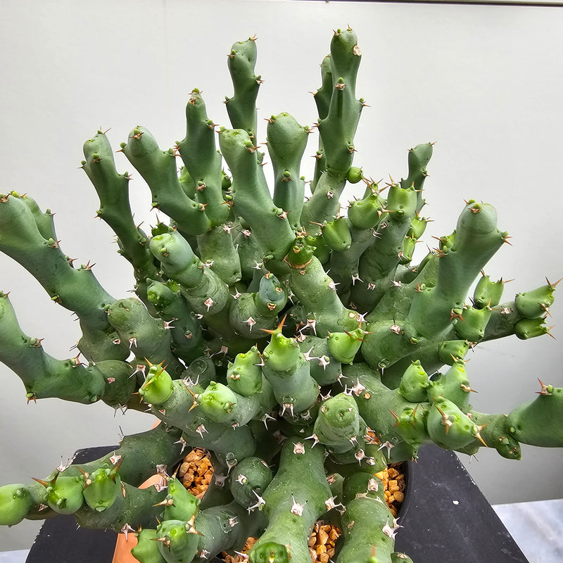 ユーフォルビア クリビコラ　Euphorbia cribicola