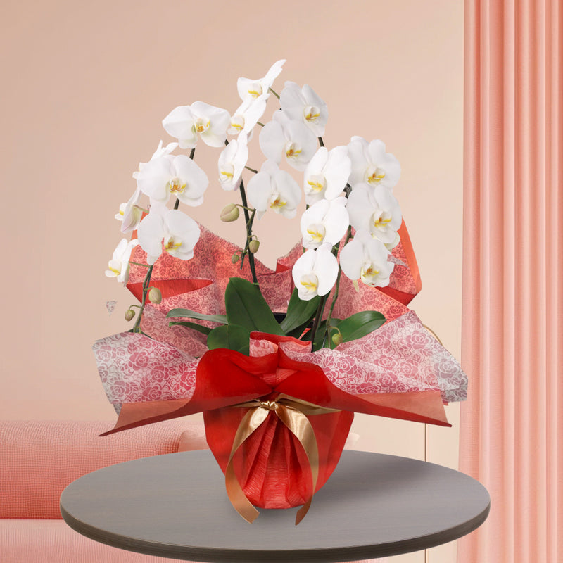 30.特選胡蝶蘭3本立