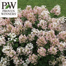 PW　ノリウツギ グランデクイックファイヤー