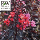 PW　サルスベリ センターステージ レッド