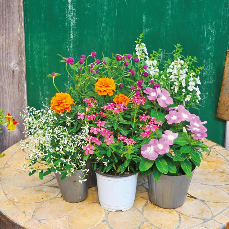 24. 季節の花苗セット