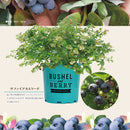 ブルーベリー・ブッシェル・アンド・ベリー【サファイアカスケード】