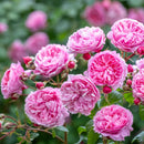 ペネロピ・ライヴリー 【イングリッシュローズ】 12月下旬～1月頃発送