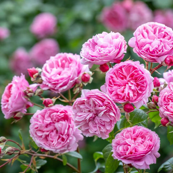 ペネロピ・ライヴリー 【イングリッシュローズ】 12月下旬～1月頃発送