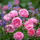 ペネロピ・ライヴリー 【イングリッシュローズ】 12月下旬～1月頃発送