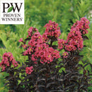 PW　サルスベリ センターステージ コーラル