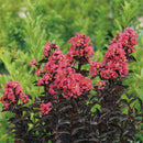 サルスベリ センターステージ コーラル【PW】