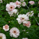 ラナンキュラスラックス　【ヴィーナス】 1月上旬より順次発送