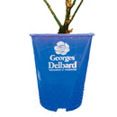 アレキサンドラ・ダビッド・ニール【デルバールローズ】   12月下旬～1月頃発送