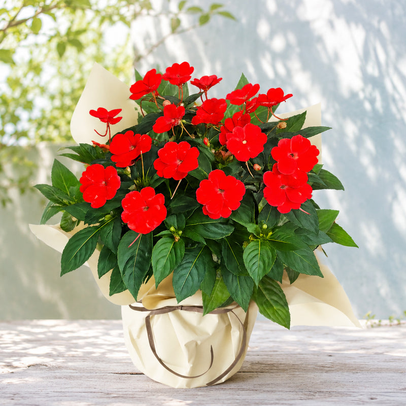季節の花ギフト