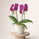 33.ミニ胡蝶蘭「サンジェーダイヤモンド斑入り」