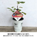 PW　スモークツリー　フワリー　ベルベットフォグ