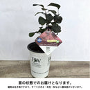 PW　スモークツリー　フワリー　ワインクラフトブラック