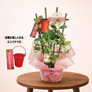 37.ブルーベリー「マザーズベリー」