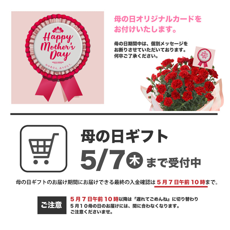 59.アジサイ「月うさぎ」 5号鉢【そのまま贈れる 税込・送料込プラン