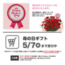 14.カーネーション ノウル＆コーヒー　【遅れてごめんね。そのまま贈れる 税込・送料込プラン】※一部地域のみ追加送料あり