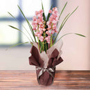 2.特選シンビジュームピンク3本立ち